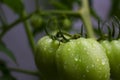 Fresh tomato plant. Natural tomatoes whit leaves, fruits and Stem.