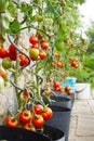 fresh tomato plant Royalty Free Stock Photo