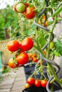 fresh tomato plant Royalty Free Stock Photo