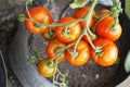 fresh tomato plant Royalty Free Stock Photo