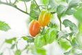 Fresh tomato plant in the vegetable garden Royalty Free Stock Photo