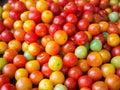 Fresh tomato for sale at market Royalty Free Stock Photo