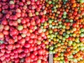 Fresh tomato for sale at market Royalty Free Stock Photo