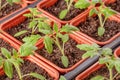 Fresh tomato seedling Royalty Free Stock Photo