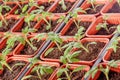 Fresh tomato seedling Royalty Free Stock Photo