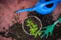 Fresh tomato seedling in a pot, homegrown vegetables concept Royalty Free Stock Photo