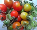 Fresh tomato three colour Royalty Free Stock Photo