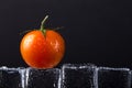 Fresh tomato on wet ice cubes on black background. Selective foc Royalty Free Stock Photo