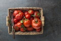 Fresh picked tomatoes in basket Royalty Free Stock Photo