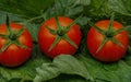 Fresh tomatoes in a basket with mint.Wooden table Royalty Free Stock Photo