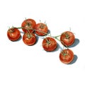 Fresh tomatoes bunch watercolor illustration