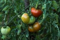 Fresh tomatoes. Cerry