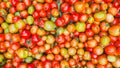 Fresh Tomatoes in a Close-Up Cluster. Plump and Ripe Tomatoes Royalty Free Stock Photo