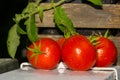Fresh Tomatoes Royalty Free Stock Photo