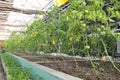 Fresh tomatoes grown in greenhouses