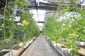 Fresh tomatoes grown in greenhouses