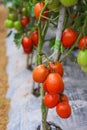 Fresh tomatoes hanging on tree in garden farm background Royalty Free Stock Photo