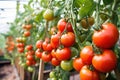 fresh tomatoes hanging on a vine in a greenhouse