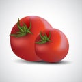 Printfresh tomatoes isolated white background. vector illustration Royalty Free Stock Photo