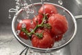 Fresh tomatoes in a metal cullender among many drops of water, w Royalty Free Stock Photo