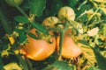 Fresh tomatoes that are not ripe yet hanging on the vine of a tomato plant Royalty Free Stock Photo