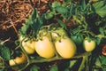 Fresh tomatoes that are not ripe yet hanging on the vine of a tomato plant Royalty Free Stock Photo