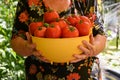 Fresh tomatoes picked in the garden by an experienced gardener. Royalty Free Stock Photo