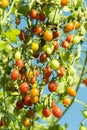 fresh tomatoes plants