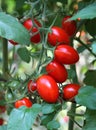 Fresh tomatoes ready to be harvest Royalty Free Stock Photo