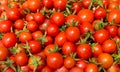 Fresh tomatoes. Red. Food and vitamins. Health and beauty.