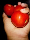 fresh tomatoes sold in several traditional markets in Denpasar Bali with a sweet and sour fruit taste and suitable for salad