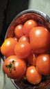 Fresh tomatoes in a steel bowl