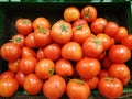 Fresh tomatoes Royalty Free Stock Photo