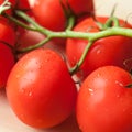 Fresh tomatoes Royalty Free Stock Photo