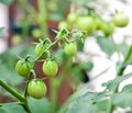 Fresh Tomatoes on the tree Royalty Free Stock Photo