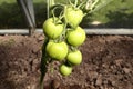 Fresh tomatoes on the vine in greenhouse Royalty Free Stock Photo