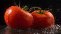 Fresh tomatoes with water drops isolated on black background. Close up.