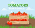 Fresh tomatoes in a wooden box. Eco-friendly farm product.