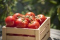 Fresh tomatoes in a wooden crate Royalty Free Stock Photo