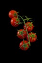 Fresh tomatos Royalty Free Stock Photo