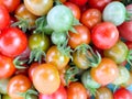 Fresh tomatos in row food concept Royalty Free Stock Photo
