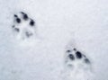 Dog trail on the snow surface Royalty Free Stock Photo