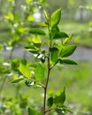 Fresh tree foliage