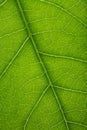 Fresh tree leaf texture