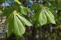 Fresh tree leaves in spring Royalty Free Stock Photo