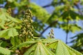 Fresh tree leaves in spring Royalty Free Stock Photo