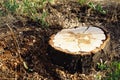 Fresh tree stump among soil and grass Royalty Free Stock Photo