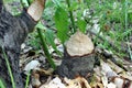 A fresh tree trunk bitten by a beaver. Trees and vegetation on the lake.