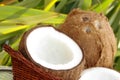 Fresh tropical coconuts Royalty Free Stock Photo