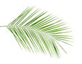 Fresh tropical date palm leaf